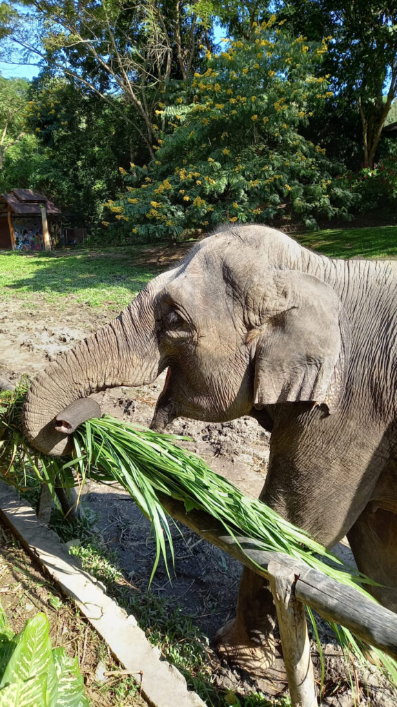 Santuario degli elefanti